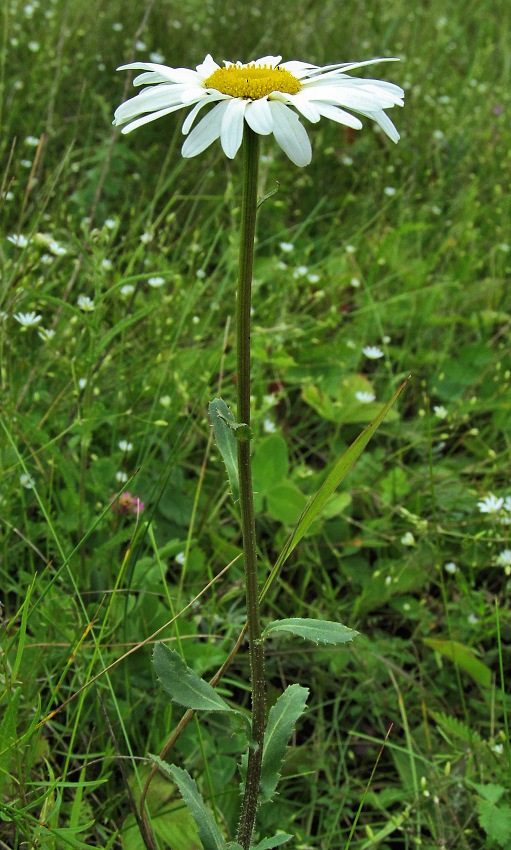 Image of Leucanthemum ircutianum specimen.