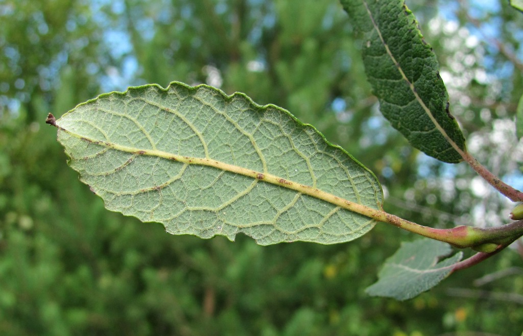 Image of Salix caprea specimen.