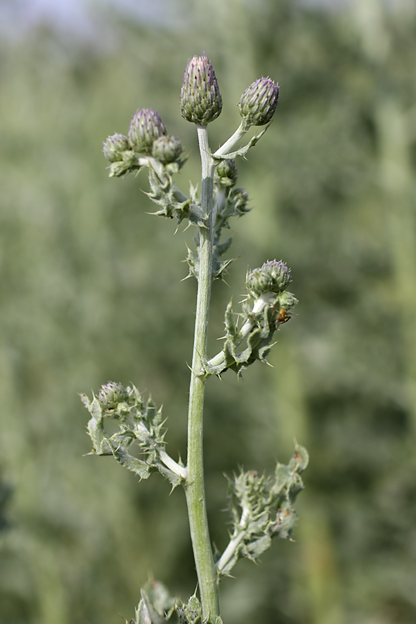 Изображение особи Cirsium incanum.