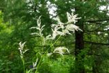 Aconogonon alpinum