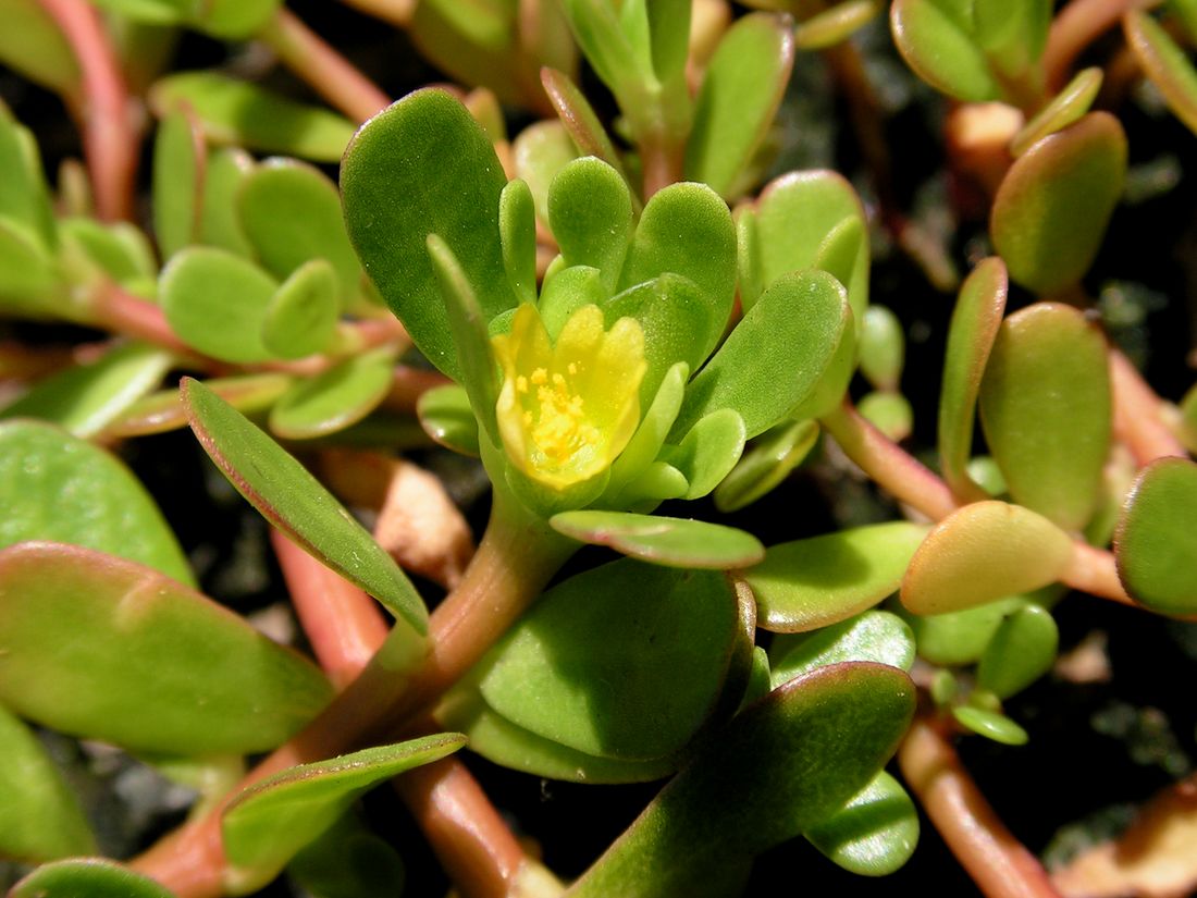 Image of Portulaca oleracea specimen.