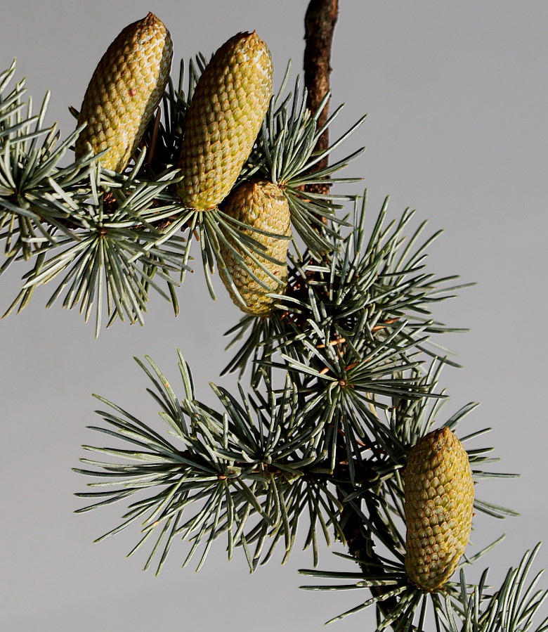 Image of Cedrus atlantica specimen.