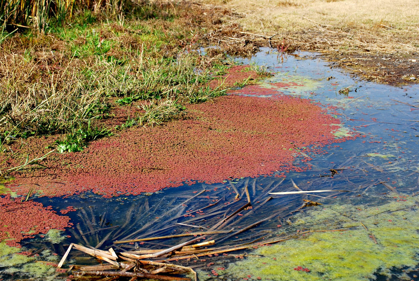 Изображение особи Azolla filiculoides.