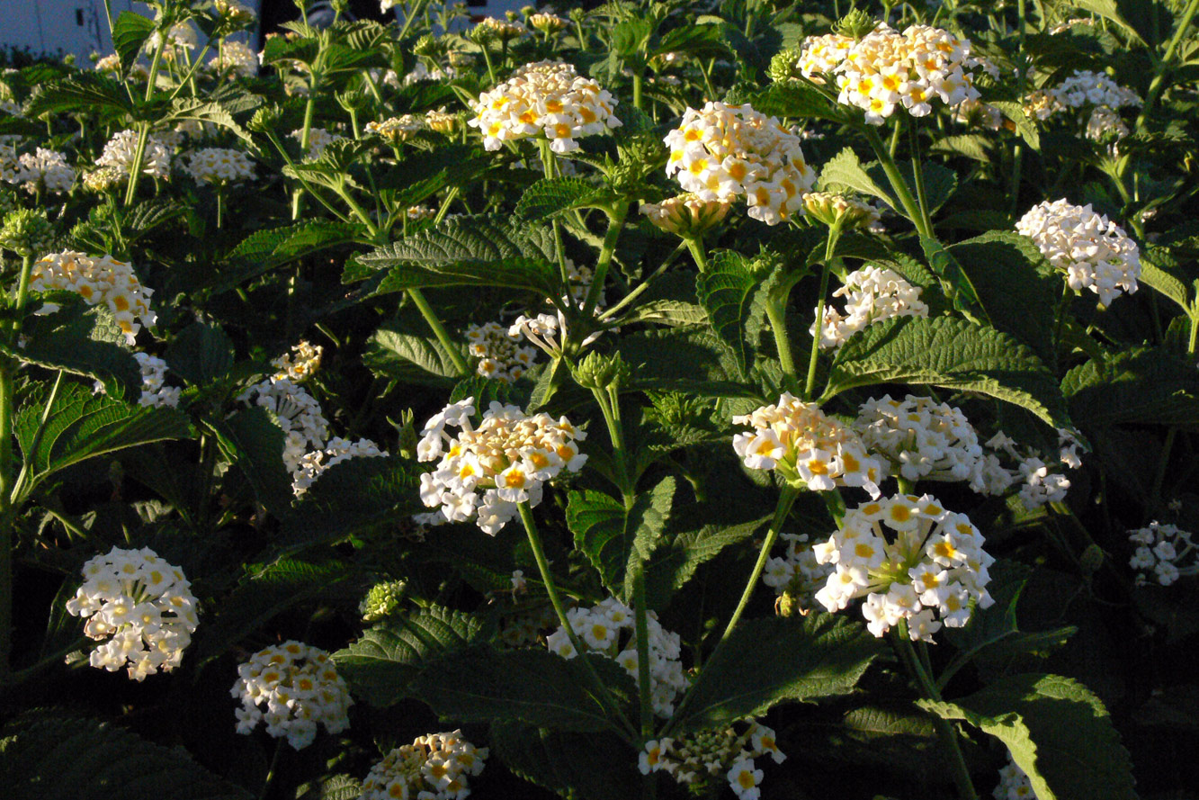 Image of Lantana camara specimen.