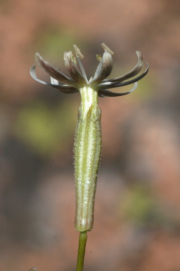 Image of Silene alexandrae specimen.