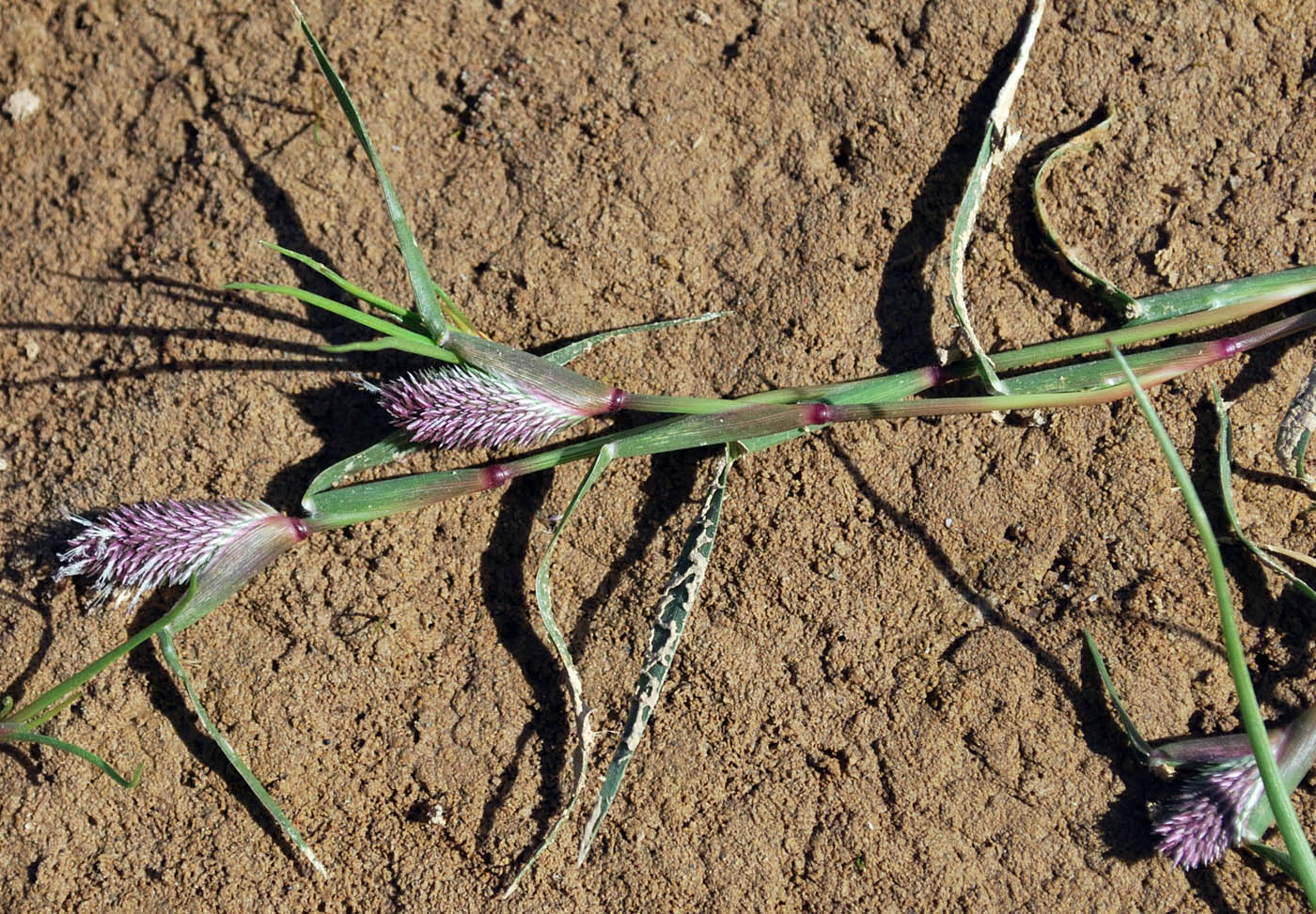 Image of Crypsis schoenoides specimen.