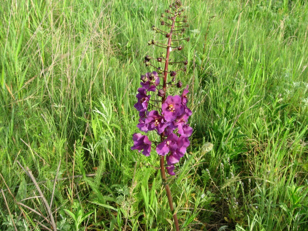 Image of Verbascum phoeniceum specimen.