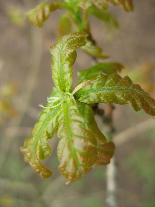 Image of Quercus robur specimen.