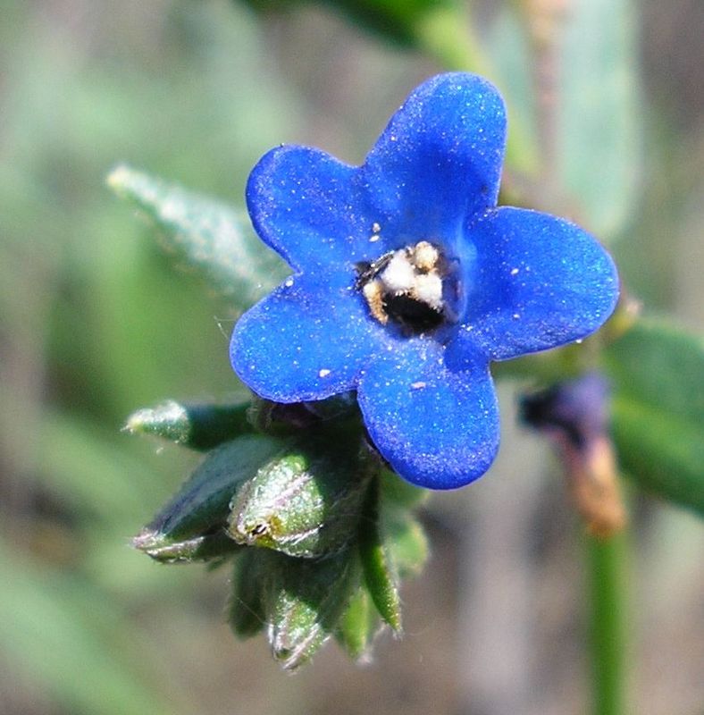 Изображение особи Anchusa gmelinii.