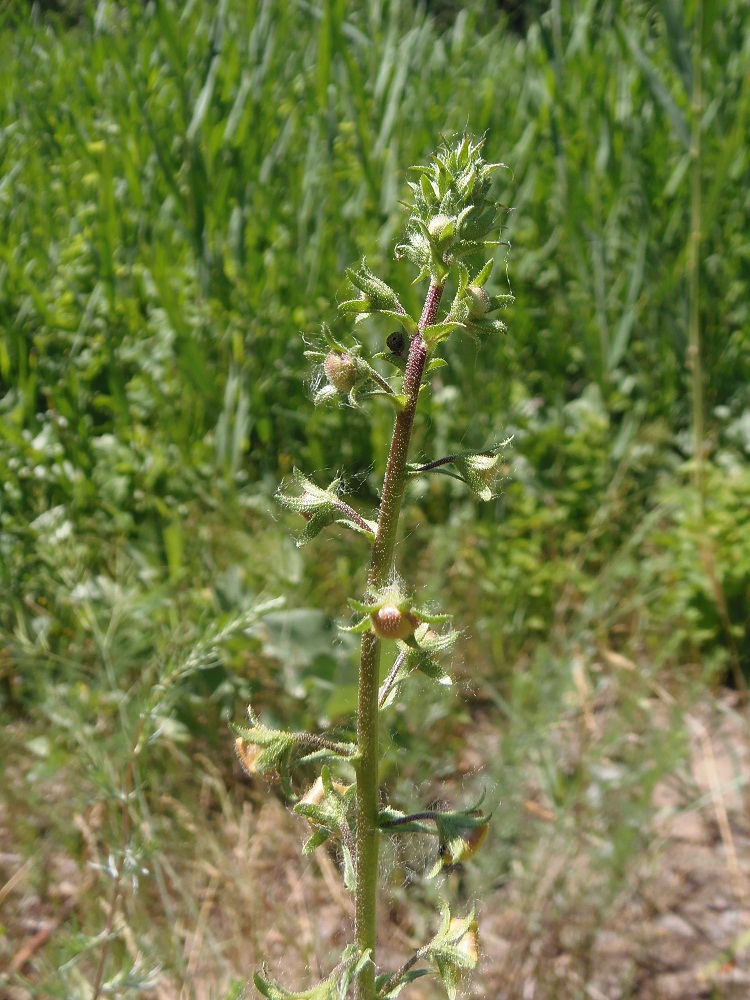 Image of Verbascum blattaria specimen.