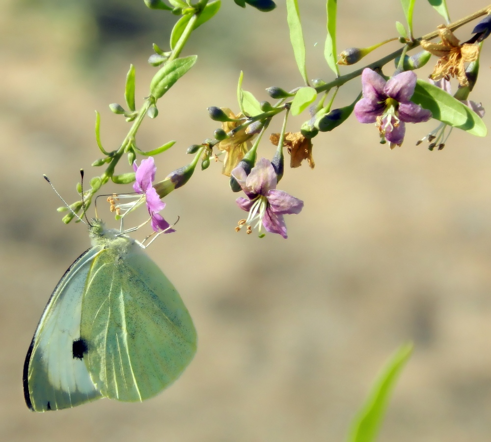 Изображение особи Lycium barbarum.