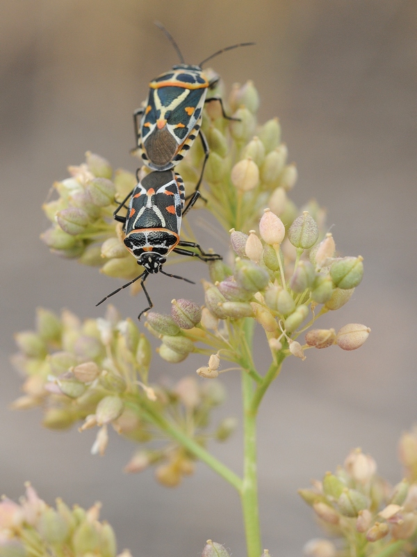 Image of Lepidium latifolium specimen.