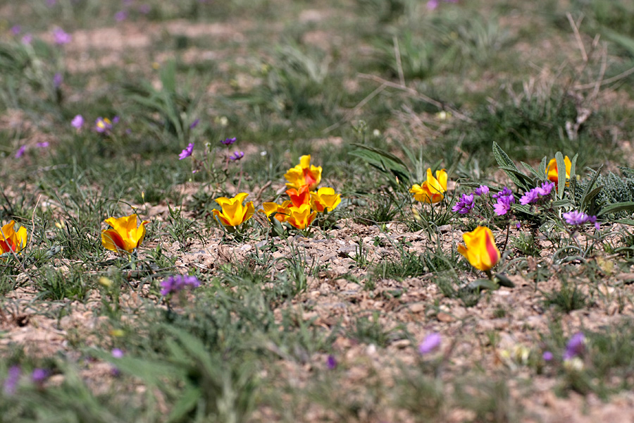 Image of Tulipa greigii specimen.