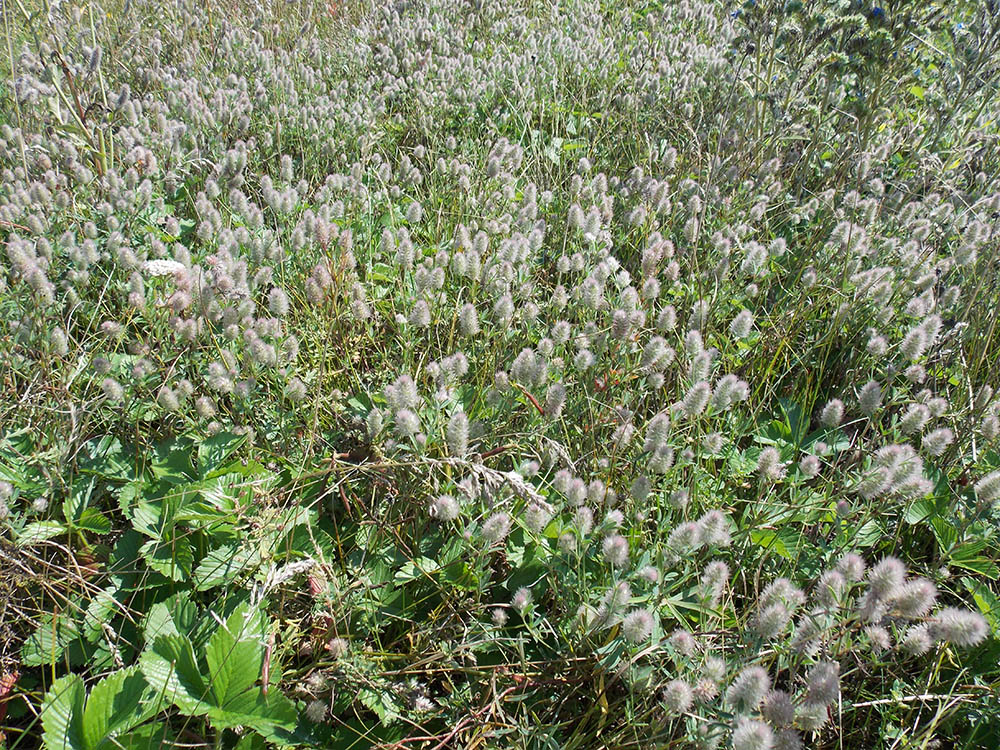 Image of Trifolium arvense specimen.