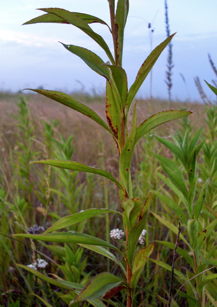 Image of Solidago gigantea specimen.