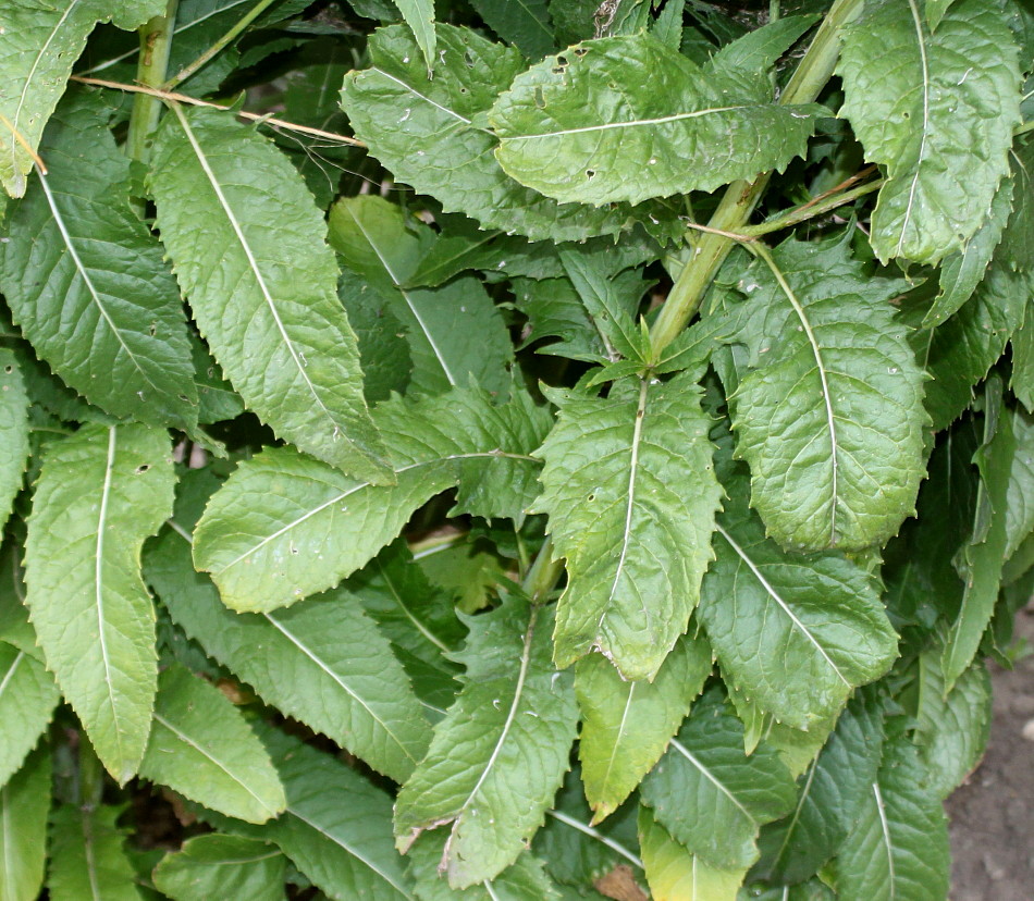 Image of Sisymbrium strictissimum specimen.