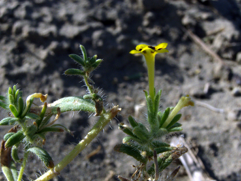 Image of Arnebia decumbens specimen.