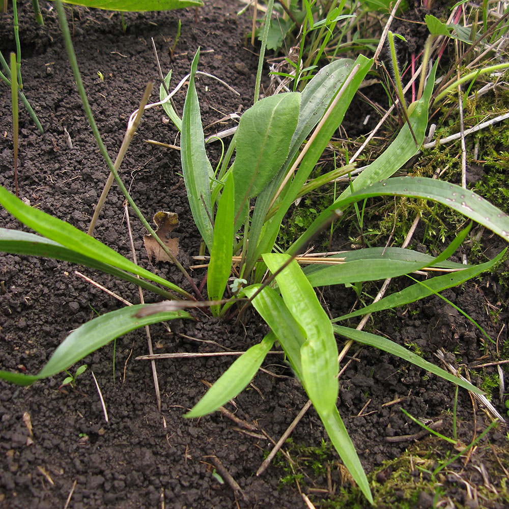 Image of Plantago lanceolata specimen.