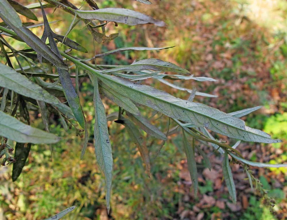 Image of Artemisia rubripes specimen.