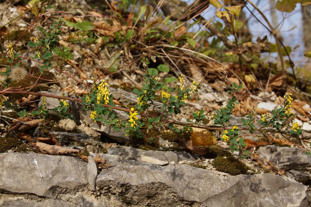 Изображение особи Melilotus officinalis.