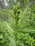 genus Veratrum. Верхушка растения с соцветиями в стадии бутонизации. Республика Бурятия, Баунтовский эвенкийский р-н, окр. пос. Северный, долина р. Има, лес, обочина грунтовой дороги. 31.06.2013.