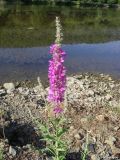 Lythrum tomentosum