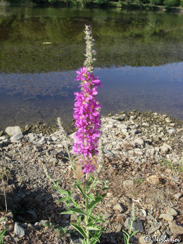 Image of Lythrum tomentosum specimen.