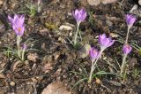 Crocus tommasinianus. Цветущие растения ('Lilac Beauti'). Германия, г. Дюссельдорф, Ботанический сад университета. 02.03.2014.