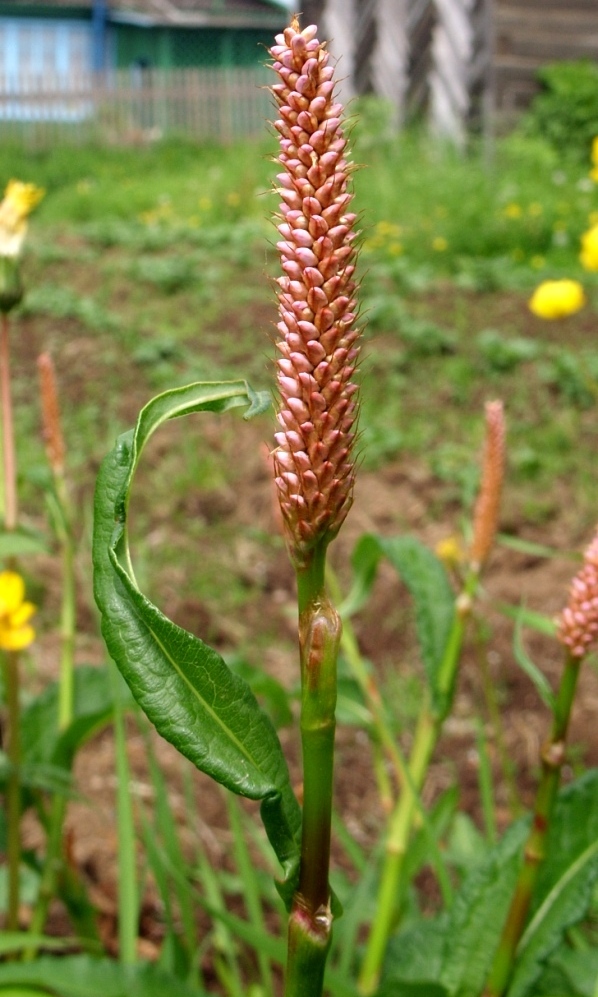 Image of Bistorta officinalis specimen.