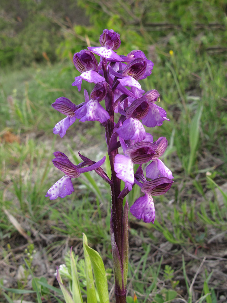 Изображение особи Anacamptis morio ssp. caucasica.