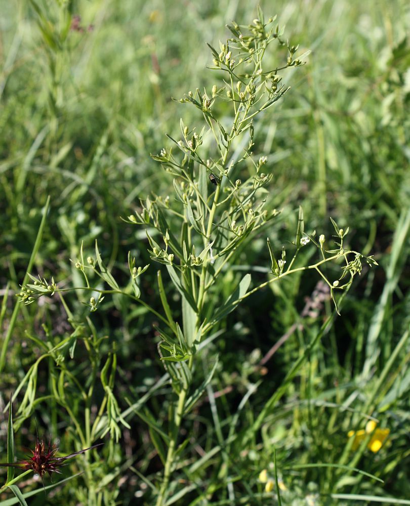 Изображение особи Thesium linophyllon.