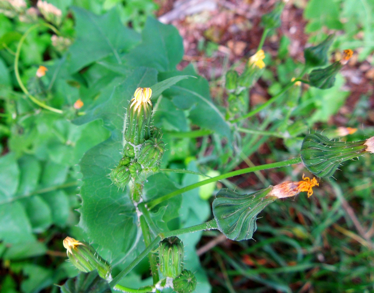 Изображение особи Sonchus oleraceus.