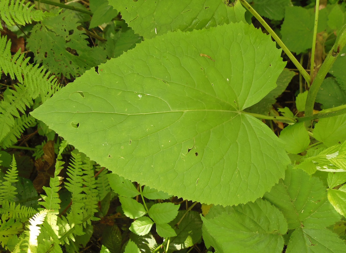 Изображение особи Lunaria rediviva.