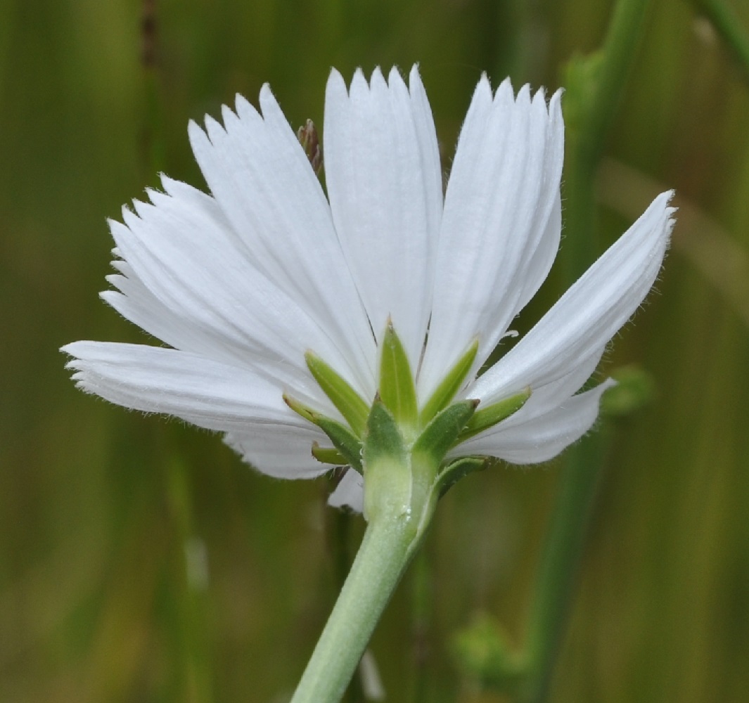 Image of Cichorium intybus specimen.