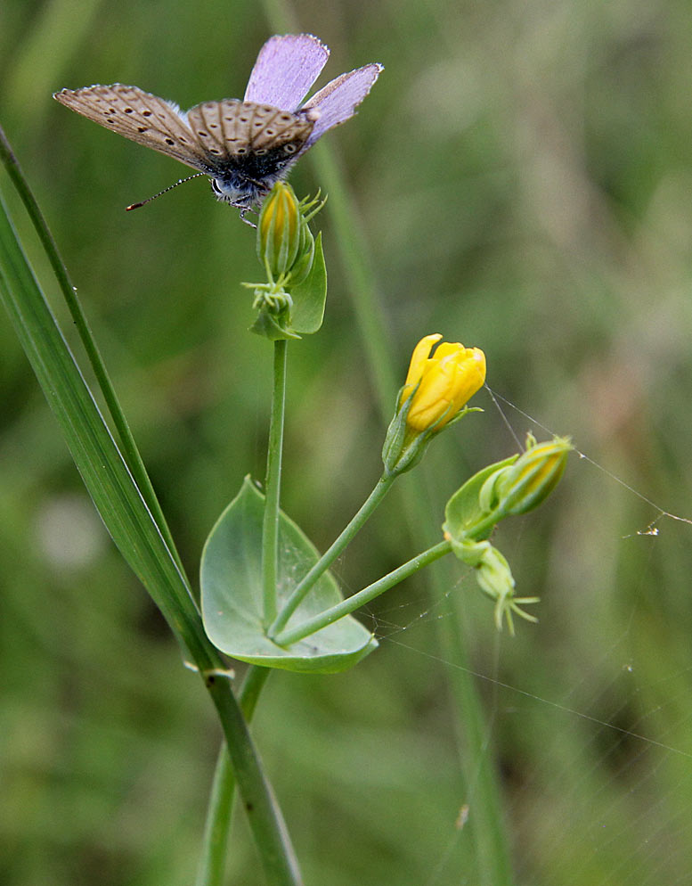 Изображение особи Blackstonia perfoliata.