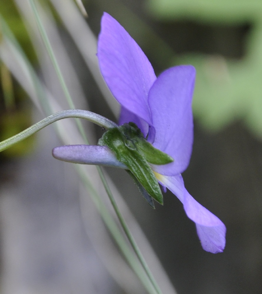 Изображение особи Viola pseudograeca.