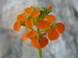 Erysimum croceum