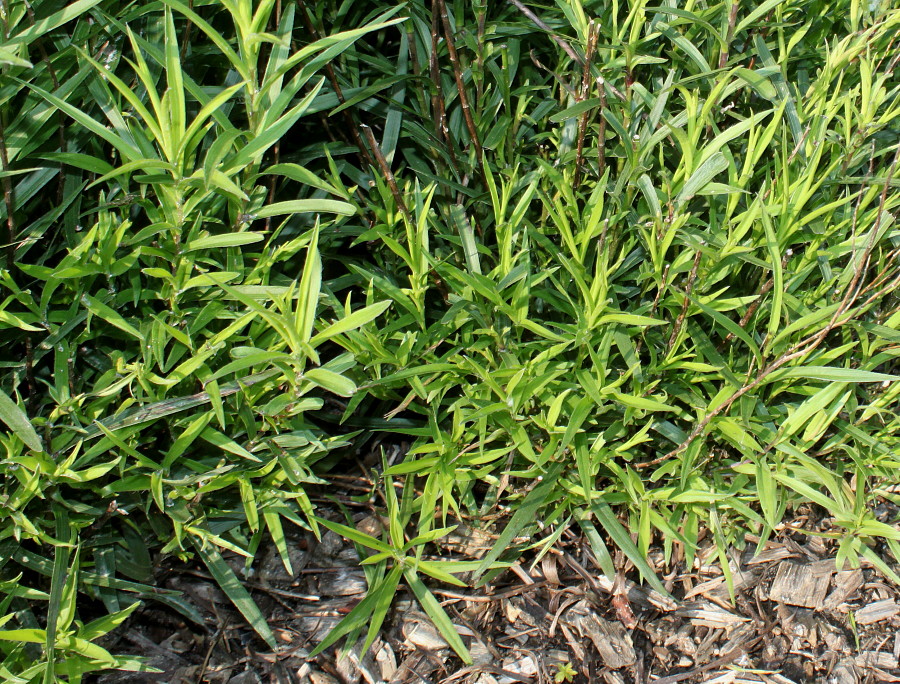 Image of Inula ensifolia specimen.