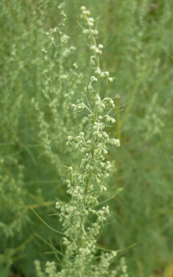 Image of genus Artemisia specimen.