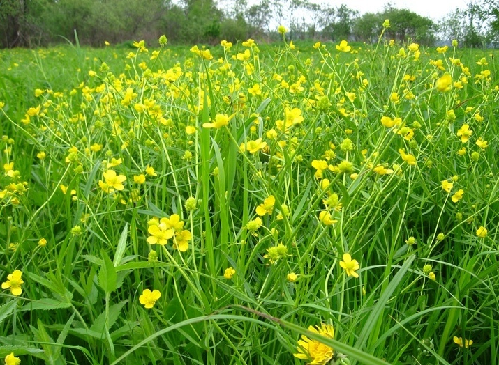 Image of Ranunculus auricomus specimen.