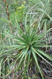 familia Bromeliaceae