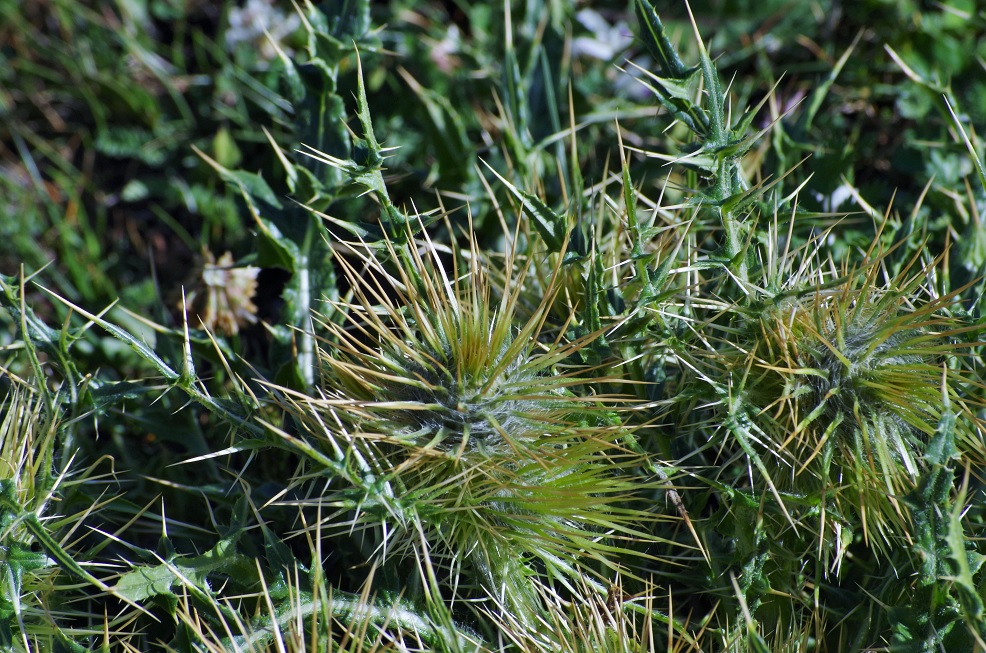 Image of Cirsium semenowii specimen.