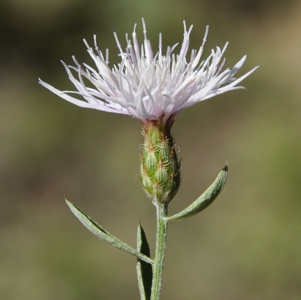 Изображение особи род Centaurea.