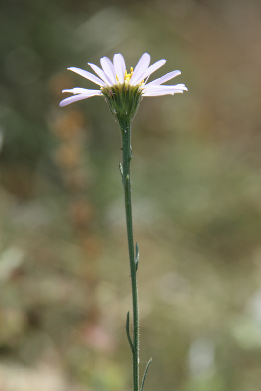 Image of Heteropappus canescens specimen.