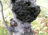 Alnus kolaensis. Часть ствола с наростом. Мурманская обл., окрестности пос. Росляково, берег губы Грязная. 16.09.2009.