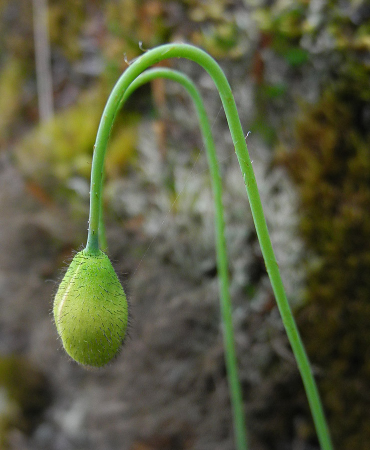 Изображение особи Papaver popovii.