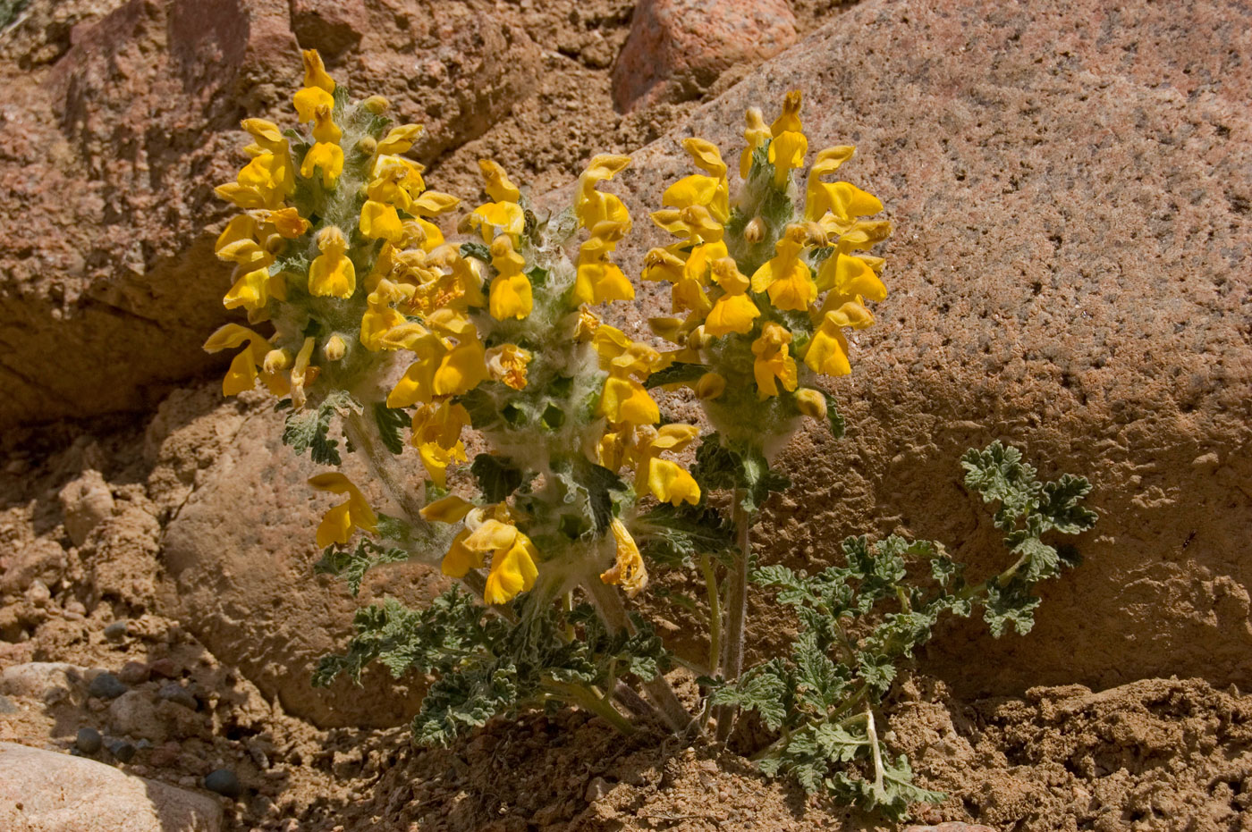 Image of Phlomoides speciosa specimen.