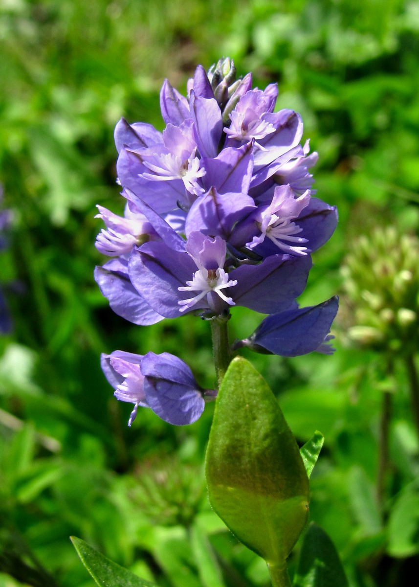 Изображение особи Polygala alpicola.