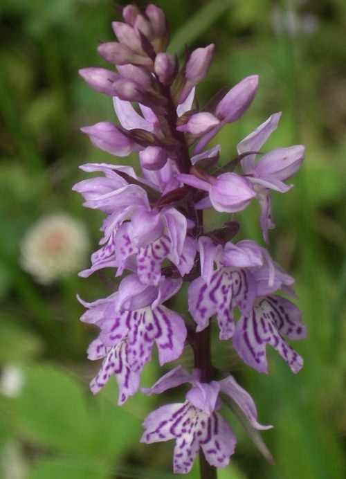 Image of Dactylorhiza fuchsii specimen.