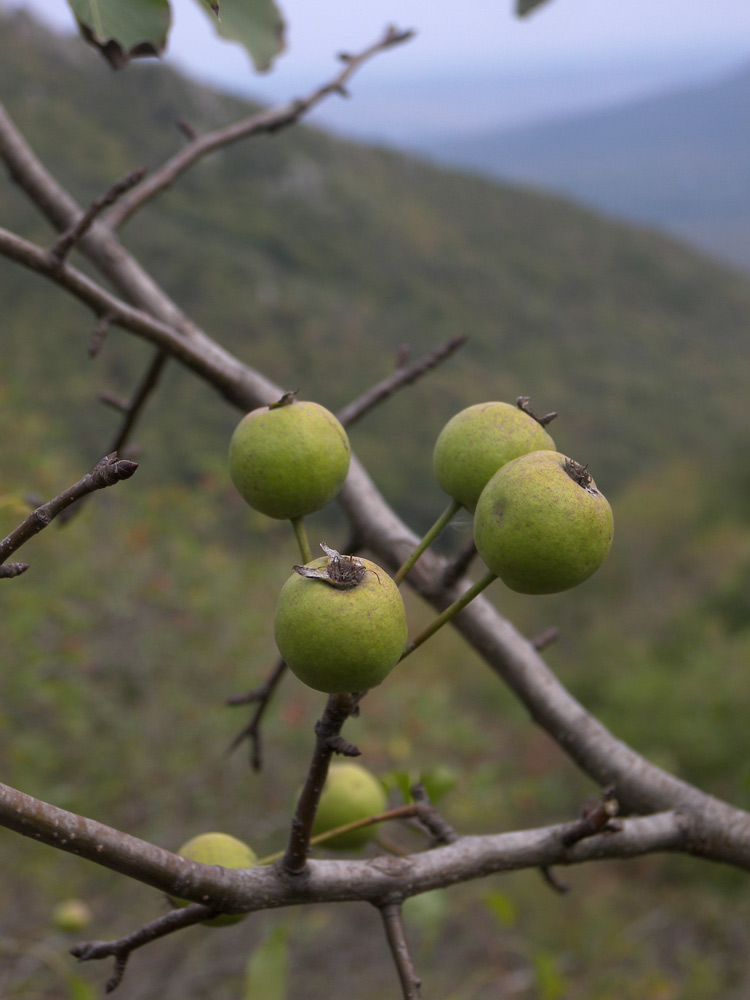 Изображение особи Pyrus caucasica.